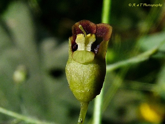 {Scrophularia marilandica}